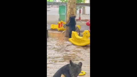 China: Bear and tiger cubs play together at zoo in Henan, China Stock Footage 340342089