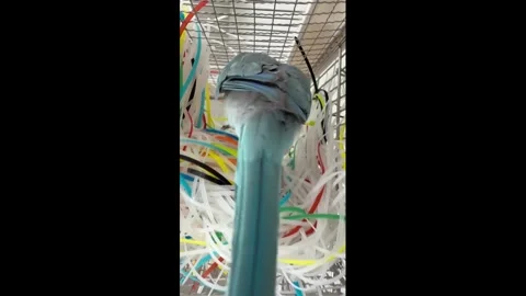 China: Bird builds nest using zip ties inside cage in Jilin, China Video stock 343624017