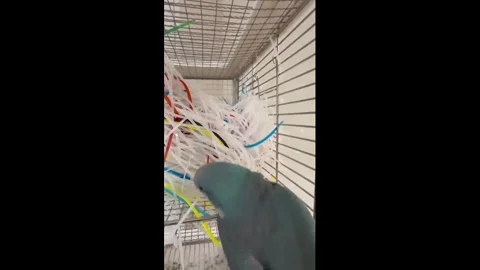 China: Bird uses zip ties to build nest inside cage in Jilin, China Video stock 336041236