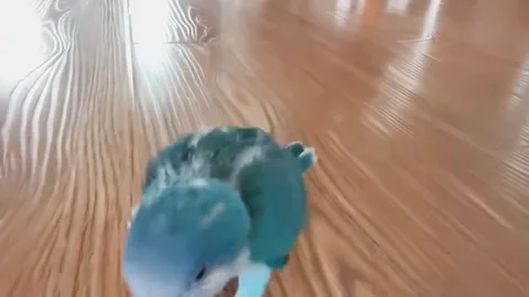 China: Blue monk parakeet chirps and follows owner in Heilongjiang, China... Видео 336722980