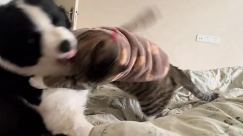 China: Border collie and tabby cat break into playful scuffle on bed in A... Stock Footage 331120004
