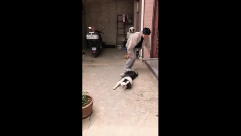China: Border Collie gets dizzy after playful spin in Shaanxi, China Stock Footage 334016709