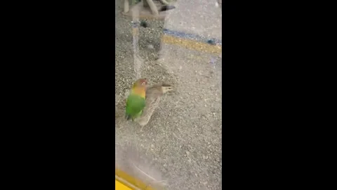 China: Bossy parrot rides tiny chick in Chinese playground Stock Footage 321323047