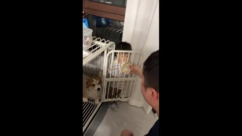 China: Boy drinks milk inside dog cage in a playful moment in Hebei, Chin... Stock Footage 323423053