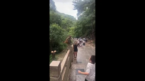 China: Boy startled as macaque suddenly grabs his shirt in Guizhou, China... Stock Footage 344746731