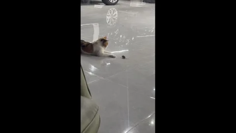 China: Calico cat drops mouse and chases it through parking garage in Lia... Stock Footage 345567372