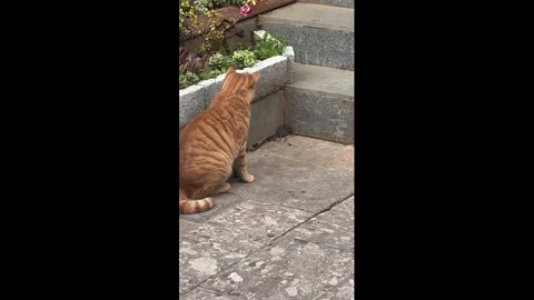 China: Cat accidentally knocks a brick onto a mouse on a stairway in Yunn... Stock Footage 321922818