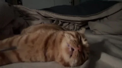 China: Cat acts out intense dream while sleeping in Guangdong, China Stock Footage 324711547