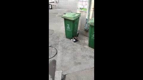 China: Cat and mouse, hide-and-seek encounter in Shandong, China Stock Footage 320608224