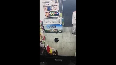 China: Cat chases mouse inside convenience store in Xinjiang, China Stock Footage 341550108