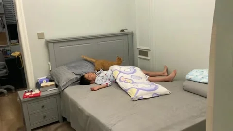 China: Cat chases mouse through bedroom during tense indoor encounter in ... Stock Footage 335760451