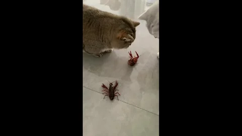 China: Cat makes crayfish spin while playing on floor in Hebei, China Stock Footage 333688970