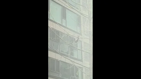 China: Cat misjudges jump while chasing bird in Shandong, China Stock Footage 333546590