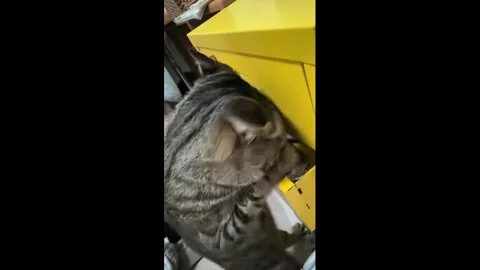 China: Cat opens drawer to steal food in Guangdong, China Stock Footage 333109409
