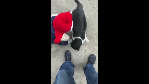 China: Cat playfully knocks over toddler in Shandong, China Stock Footage 295866920