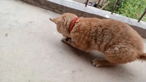 China: Cat plays with bee and gets stung in Shaanxi, China Stock Footage 295976409