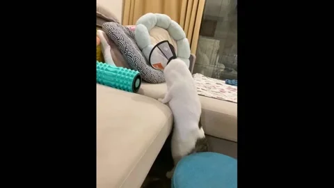 China: Cat pulls muscle while climbing sofa after neutering surgery Stock Footage 283405439