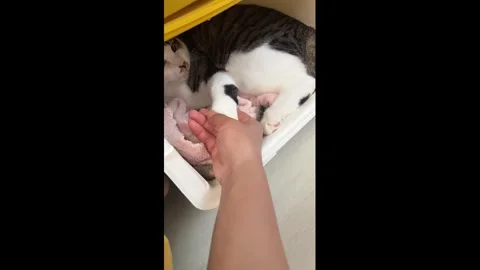 China: Cat repeatedly taps away a hand while resting in Jiangsu, China Stock-Footage 344039633