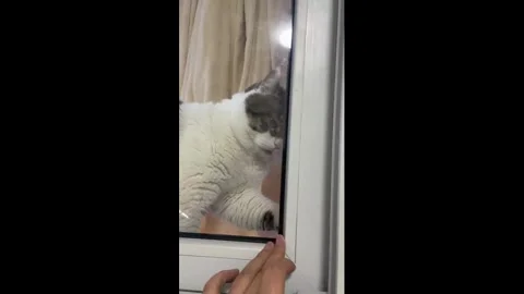 China: Cat repeatedly tries to open sliding window in Shandong, China Stock Footage 330453321
