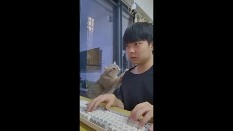China: Cat seeks attention from owner in Guangdong, China Stock Footage 320621122