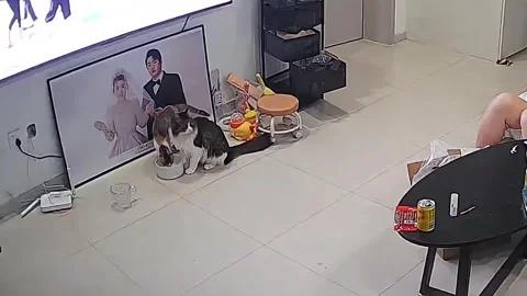 China: Cat startled after discovering another cat at its food bowl in Tia... Stock Footage 344192672