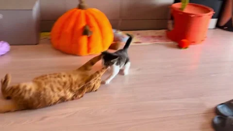 China: Cat tumbles into playful backflip during chase in Jiangsu, China Stock-Footage 334606932