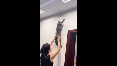 China: A cat's intense focus on a bug Stock Footage 343720725