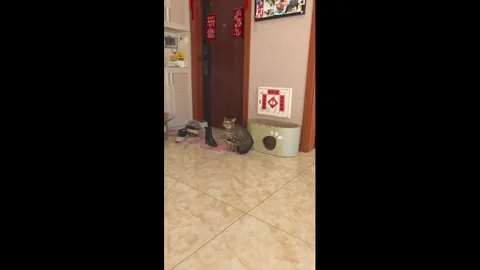 China: Cats react dramatically to owners sudden sneeze in Heilongjiang, ... Video stock 321679400