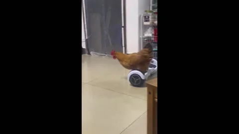 China: Chicken skillfully rides a hoverboard in Guangzhou, China Stock Footage 297223011