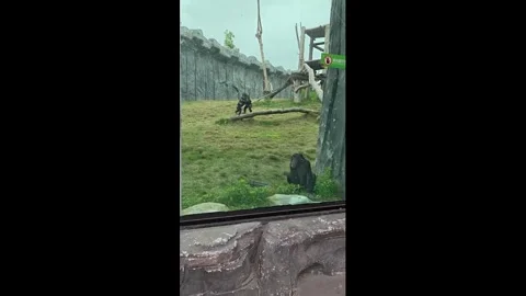 China: Chimpanzees display playful behavior at the Zoo in Wuhan, Hubei, C... Stock Footage 333451323