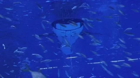 China: China develops world's first intelligent robotic whale shark Stock Footage 282719348