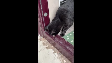 China: Chinese cat and mouse share unlikely friendship by doorway Stock Footage 335734797