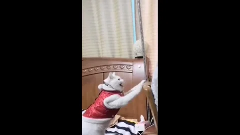 China: Chinese cat bites owners clothes to stop loud singing Stock Footage 333663549