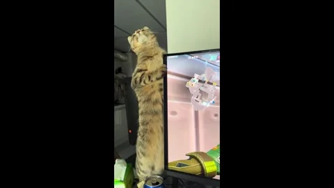 China: Chinese cat dances against screen during video game session Stock Footage 333606281