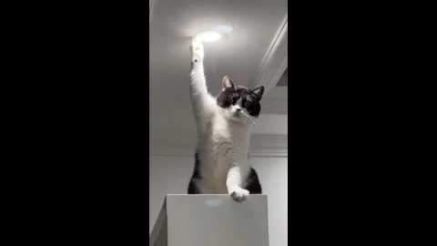 China: Chinese cat plays with ceiling light 스톡 동영상 321919472