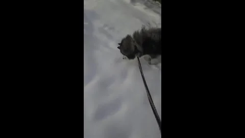 China: Chinese dog digs through snow while chasing a fleeing mouse Stock Footage 325762544