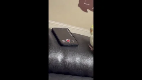 China: Chinese parrot learns to post on douyin by itself 库存影片 336939845