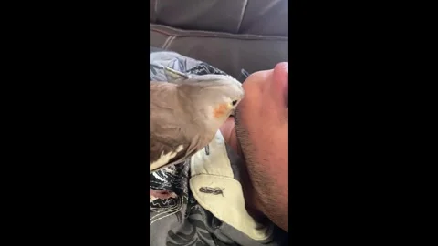 China: Chinese parrot pulls owners beard Stock-Footage 335735720