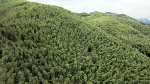 China Chinese A patch of bamboo forest with picturesque scenery Video stock 235659217