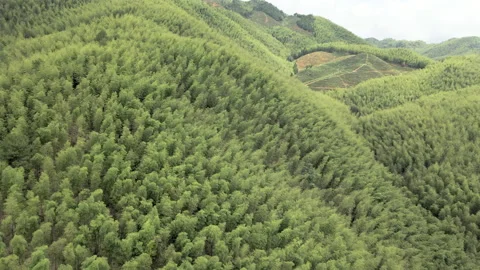 China Chinese A patch of bamboo forest with picturesque scenery Video stock 235659325