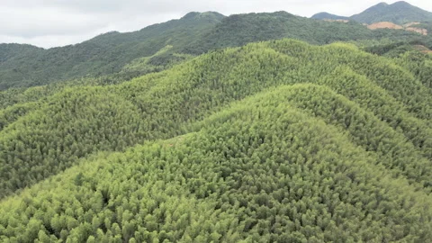 China Chinese A patch of bamboo forest with picturesque scenery Video stock 235659656