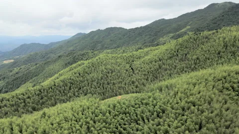 China Chinese A patch of bamboo forest with picturesque scenery Video stock 235659797