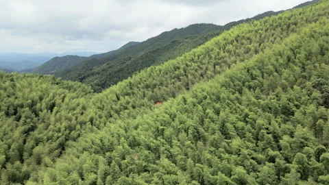 China Chinese A patch of bamboo forest with picturesque scenery Video stock 235660064