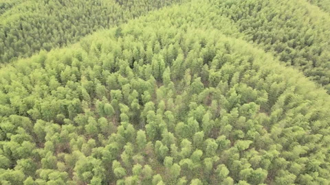 China Chinese A patch of bamboo forest with picturesque scenery Video stock 235660070