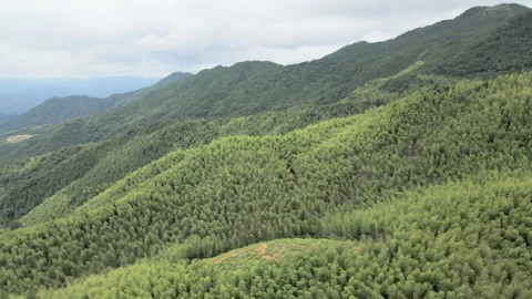 China Chinese A patch of bamboo forest with picturesque scenery Video stock 235660238