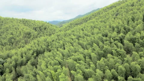 China Chinese A patch of bamboo forest with picturesque scenery Video stock 235660534