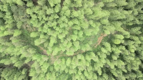 China Chinese A patch of bamboo forest with picturesque scenery Video stock 235660647