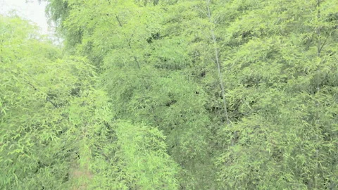 China Chinese A patch of bamboo forest with picturesque scenery Stock Footage 235661212