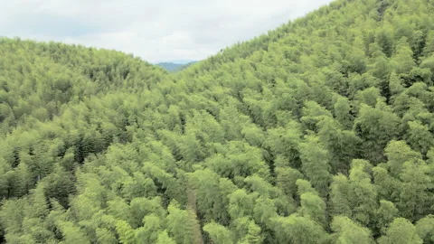 China Chinese A patch of bamboo forest with picturesque scenery Stock Footage 235661263