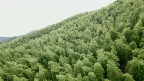 China Chinese A patch of bamboo forest with picturesque scenery Stock Footage 235661490